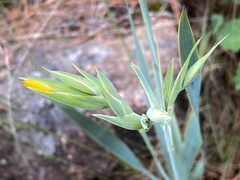 Sisyrinchium palmifolium