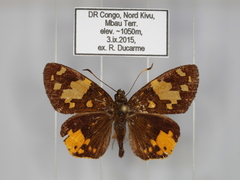 Apallaga fulgens montanus