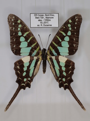 Graphium bouyeri