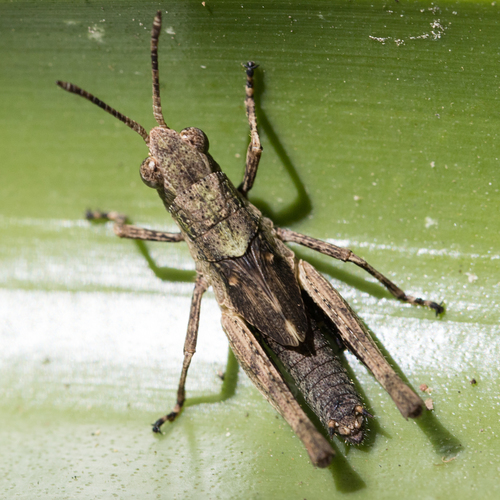 Peruvia nigromarginata