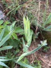 Sisyrinchium palmifolium