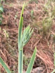 Sisyrinchium palmifolium