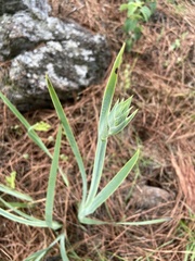 Sisyrinchium palmifolium