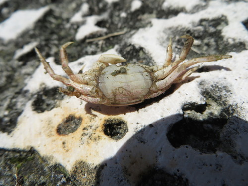 Sesarma curacaoense