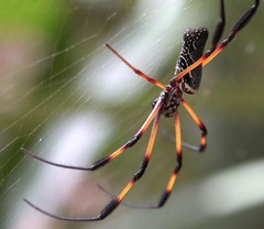 Nephila comorana