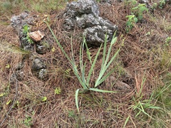 Sisyrinchium palmifolium