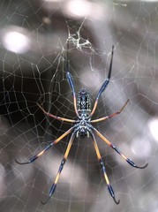 Nephila comorana
