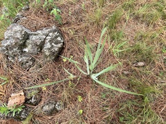 Sisyrinchium palmifolium