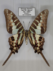 Graphium bouyeri