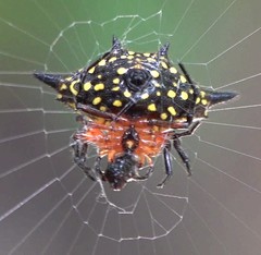Gasteracantha rhomboidea comorensis