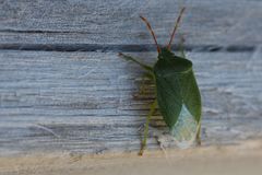 Sinopla perpunctatus