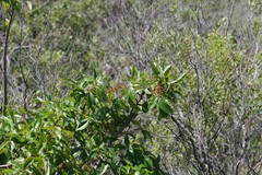 Searsia chirindensis