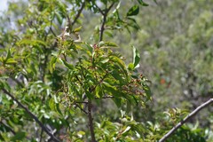 Searsia chirindensis