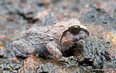 Sphaerotheca dobsonii