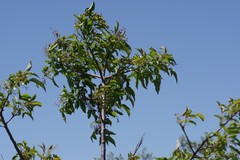 Searsia chirindensis