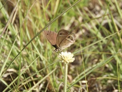 Stegosatyrus periphas