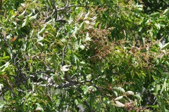 Searsia chirindensis