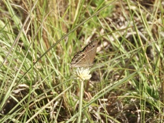 Stegosatyrus periphas