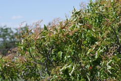 Searsia chirindensis