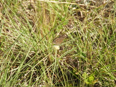 Stegosatyrus periphas