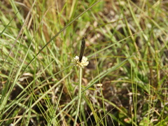 Stegosatyrus periphas