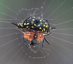 Gasteracantha rhomboidea comorensis