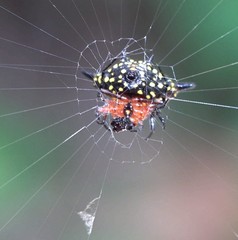 Gasteracantha rhomboidea comorensis