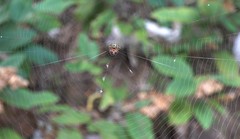 Gasteracantha rhomboidea comorensis