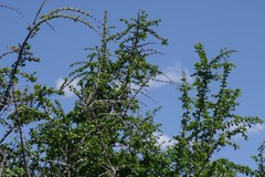 Canthium spinosum
