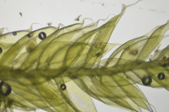 Plagiothecium piliferum