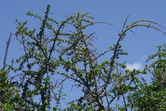 Canthium spinosum