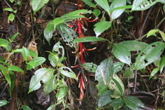 Renealmia ligulata
