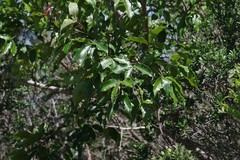 Searsia chirindensis