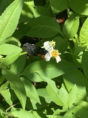 Eumaeus atala