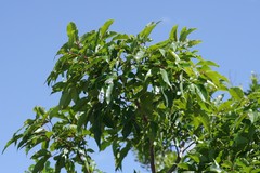 Searsia chirindensis