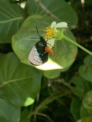 Eumaeus atala