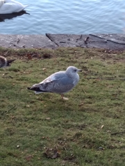 Larus argentatus
