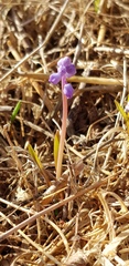 Muscari parviflorum