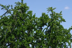 Canthium spinosum
