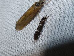 Athripsodes albifrons