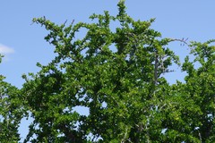 Canthium spinosum