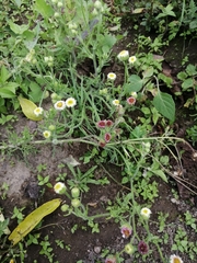 Erigeron apiculatus
