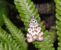 Sommeria marchalii