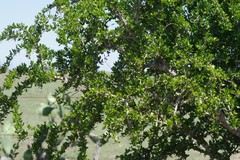 Canthium spinosum