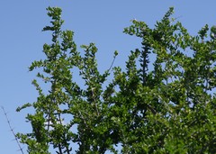 Canthium spinosum
