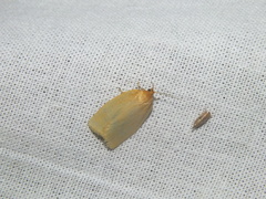Zelotherses paleana