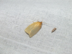 Zelotherses paleana