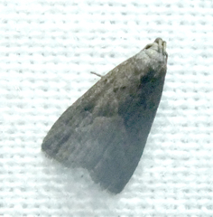 Hypenodes humidalis