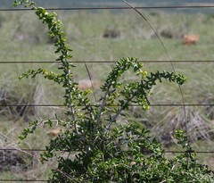 Canthium spinosum