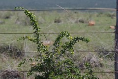 Canthium spinosum